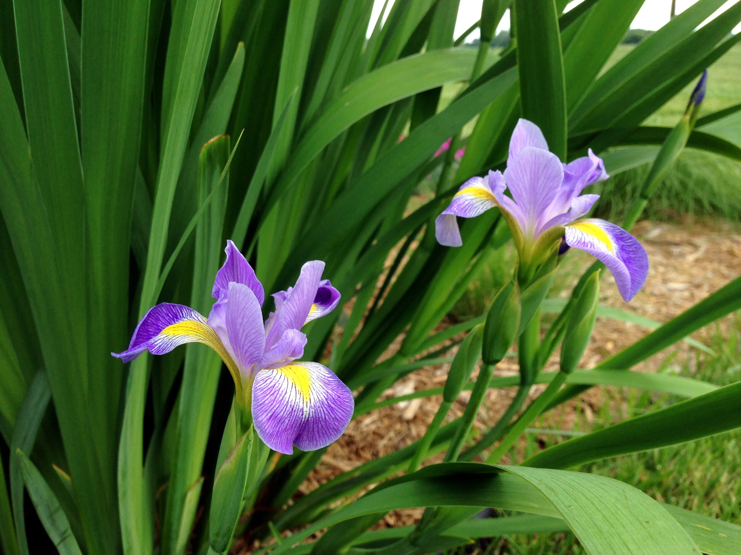 Blue Flag Iris (Iris versicolor) 3pack of pots — Blazing Star Gardens