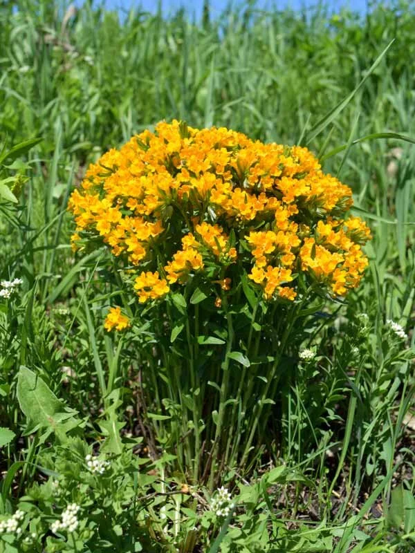 Hoary Puccoon (Lithospermum canescens) 3-pack of pots — Blazing Star ...