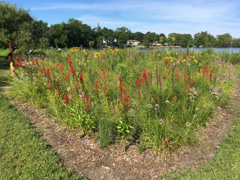Meadow Blazing Star (Liatris ligulistylis) 3pack of pots — Blazing