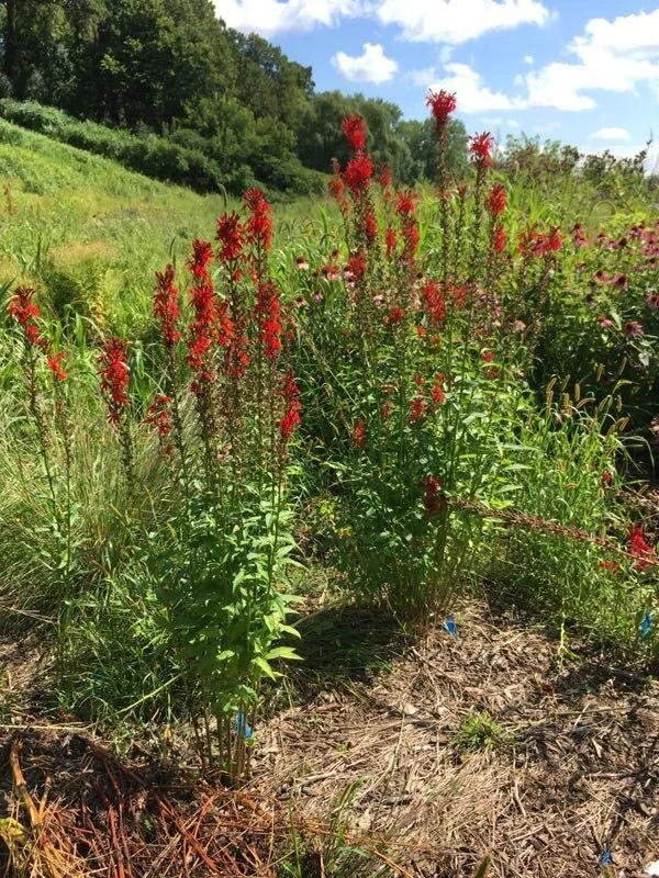 Cardinal Flower (Lobelia cardinalis) 3pack of pots — Blazing Star Gardens