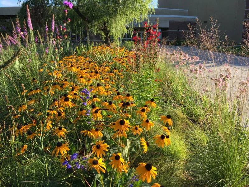 Image of Cardinal flower and Orange Coneflower