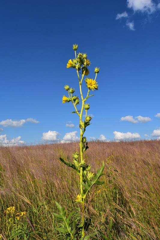 Compass Plant