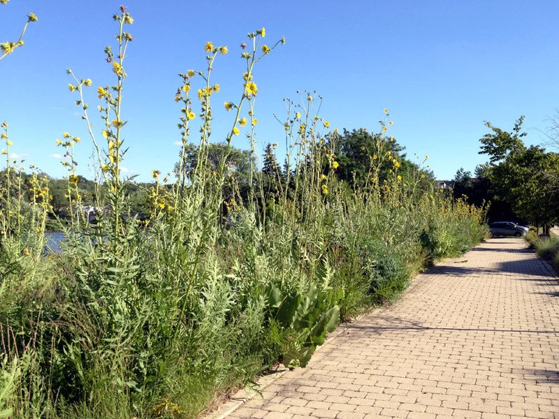 Compass Plant (Silphium laciniatum) 3-pack of pots — Blazing Star Gardens