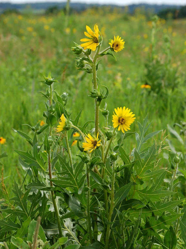 Compass Plant (Silphium laciniatum) 3-pack of pots — Blazing Star Gardens