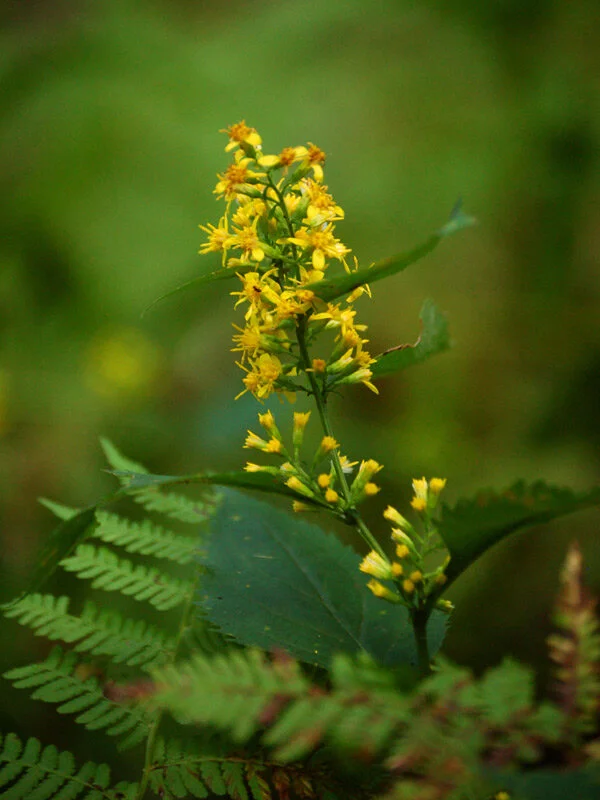 Zig Zag Goldenrod (Solidago flexicaulis) 12pack of plugs — Blazing