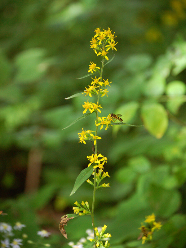 zigzag plant benefits zigzag plant benefits