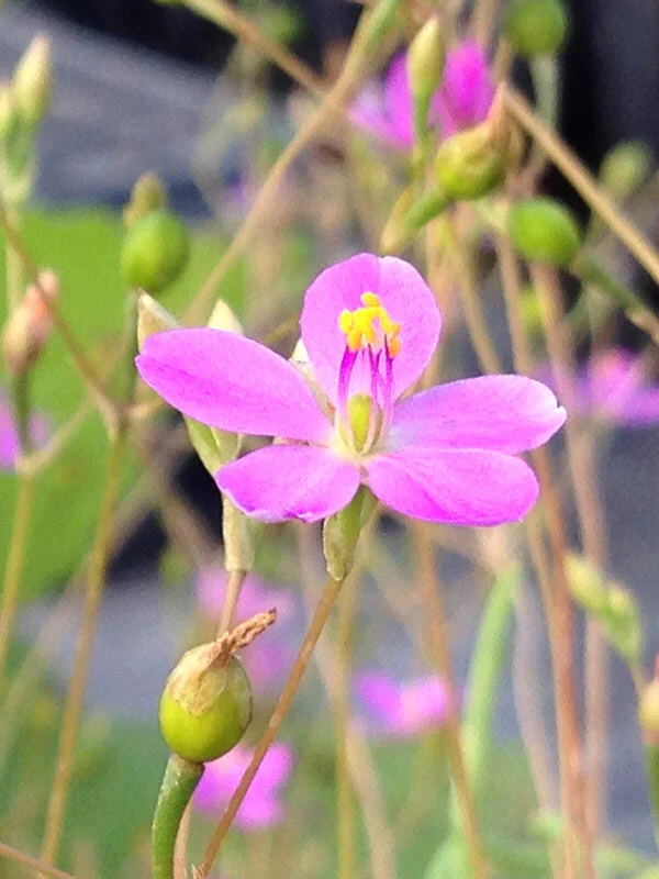 Small Fame Flower (Talinum parviflorum) 3pack of pots — Blazing Star