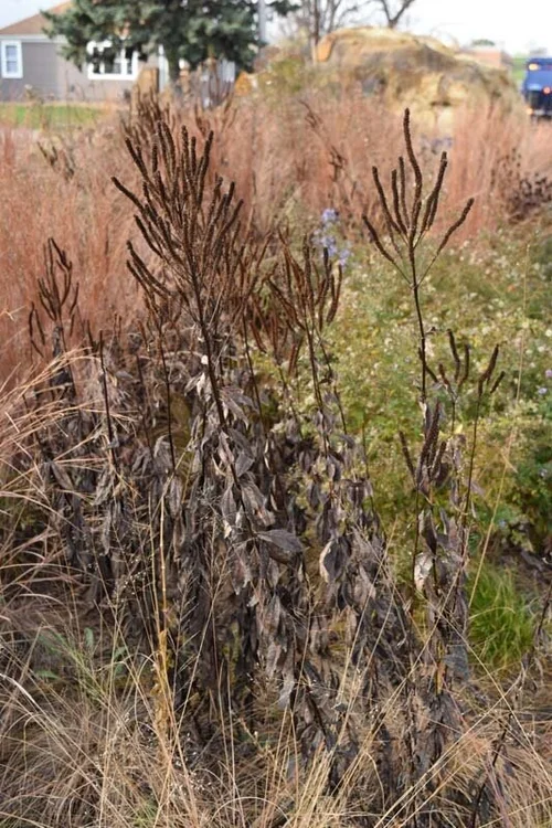 Prairie Dropseed (Sporobolus heterolepis) 12-pack of plugs — Blazing ...