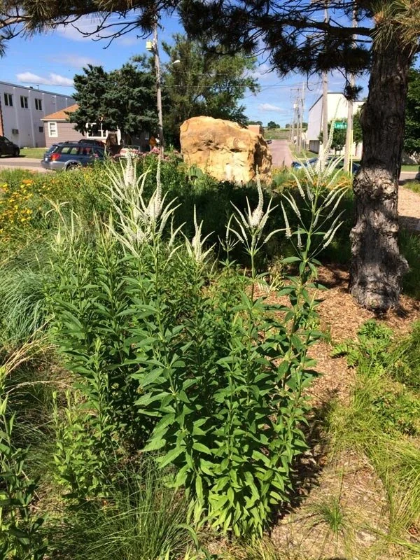 Image of Meadow Blazing Star culver's root companion plant