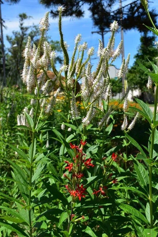 Image of Royal Catchfly culver's root companion plant
