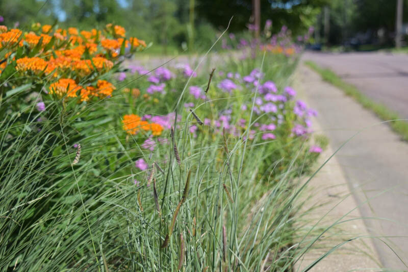 Blue Grama Grass (Bouteloua gracilis) 3pack of pots — Blazing Star Gardens