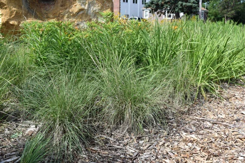 Blue Grama Grass (Bouteloua gracilis) 3pack of pots — Blazing Star Gardens