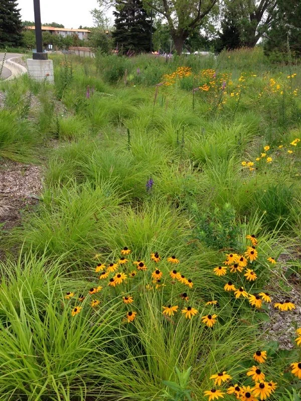 Image of Cardinal flower and Fox Sedge