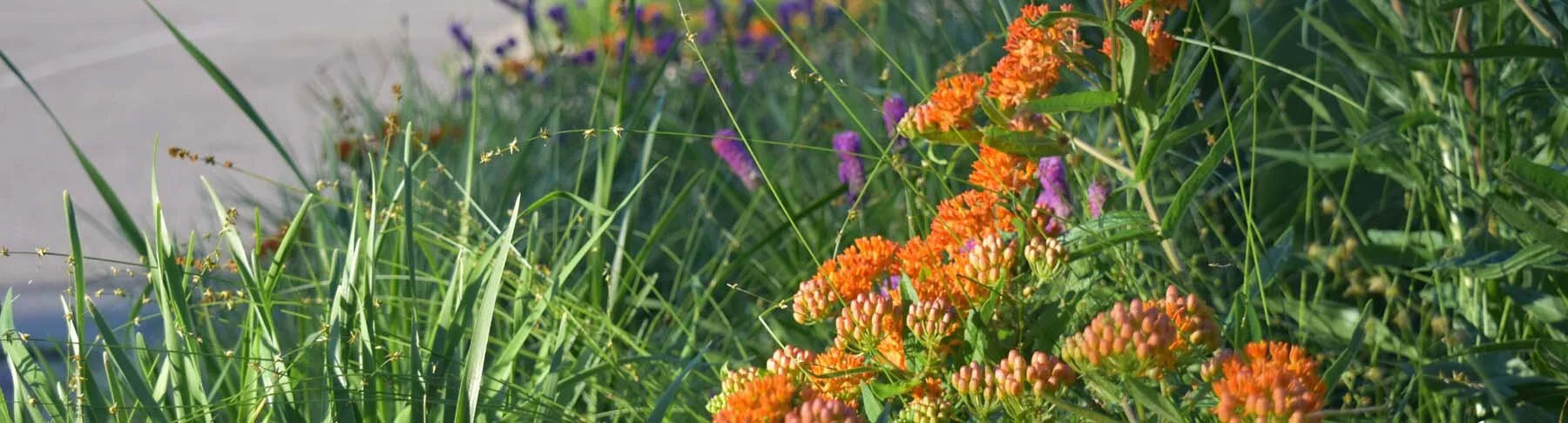 Free Native Pollinator Garden Design Tool — Blazing Star Gardens