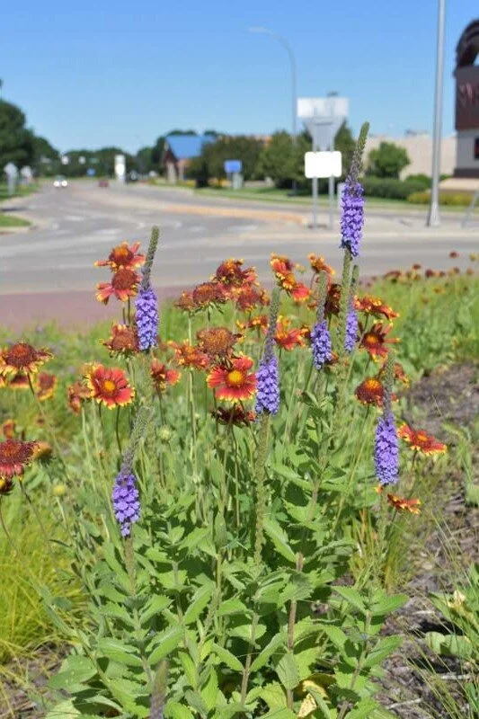 Image of Blazing star blanket flower companion plant