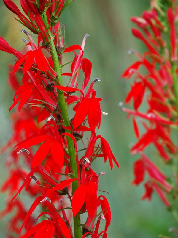 Lobelia-cardinalis-Cardinal-Flower-Buy-Native+-Plants-for-Shade+%282%29.jpg