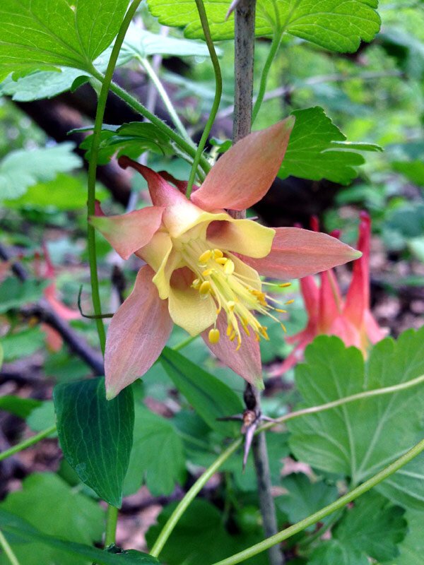 Aquilegia-canadensis-Columbine-Buy-Minnesota-Native+-Plants-for-Shade+%287%29.jpg