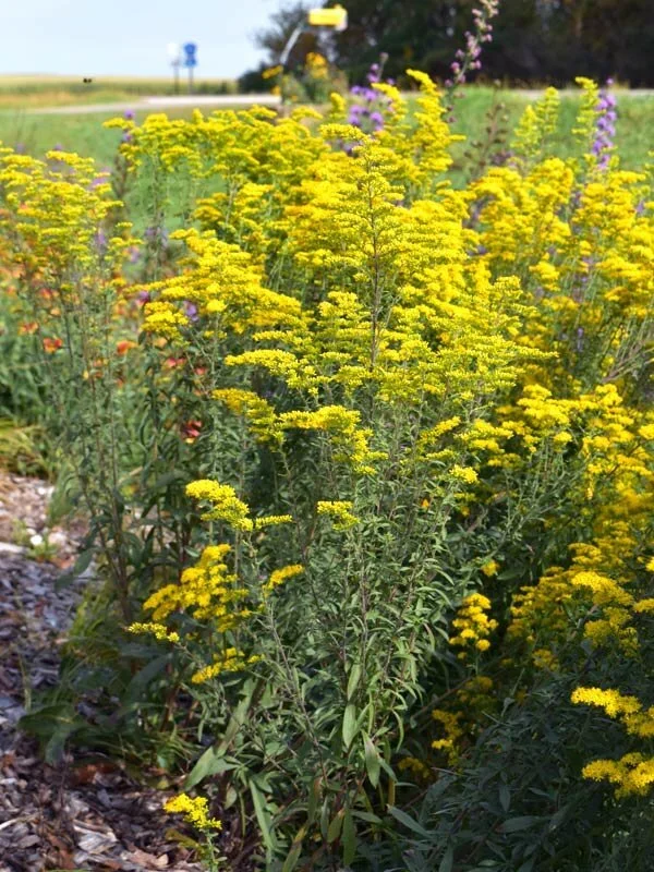 Solidago-nemoralis-Grey-Goldenrod-Buy-Native-Pollinator-Plants+%2814%29.jpg