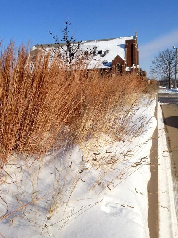 Schizachyrium-scoparius-Little-Bluestem-Buy-Native-Prairie-Grass+%2843%29.jpg