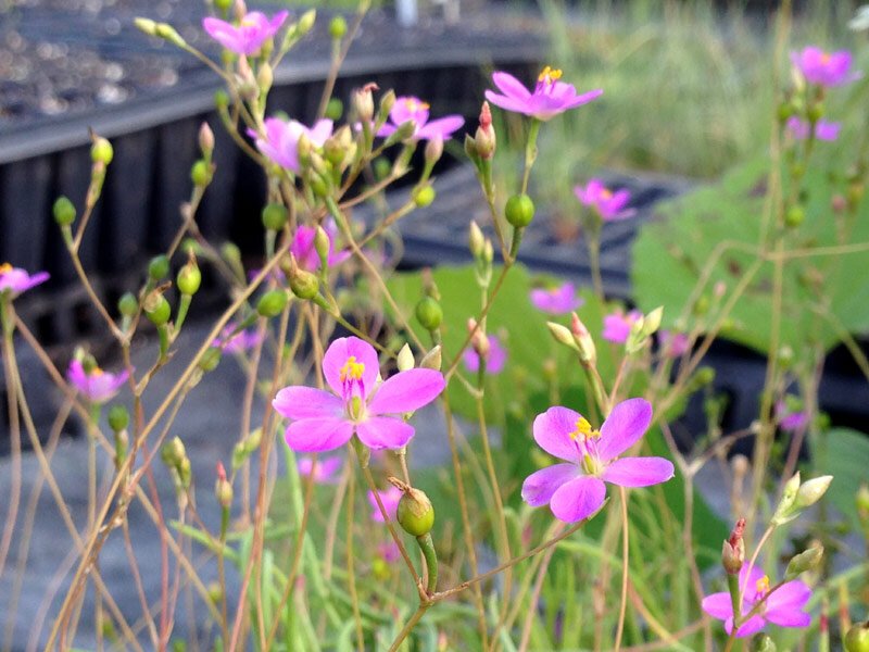 Talinum-parviflorum-Small-Fame-Flower-Minnesota-Native-Plant-Nurseries+%281%29.jpg