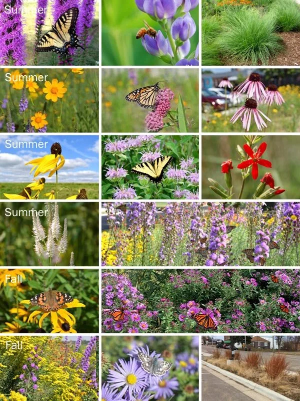 Rain Garden Kit Sun 72 plants — Blazing Star Gardens