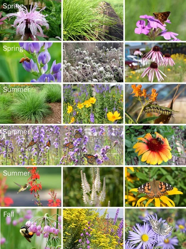 Rain Garden Kit Sun 72 plants — Blazing Star Gardens