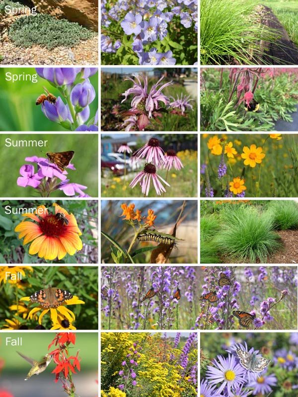 Big-and-Tall Sunny Garden Kit - 72 plants — Blazing Star Gardens