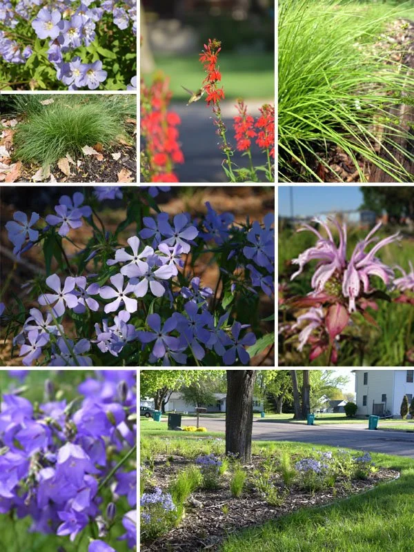 Rain Garden Kit 72 plants — Blazing Star Gardens