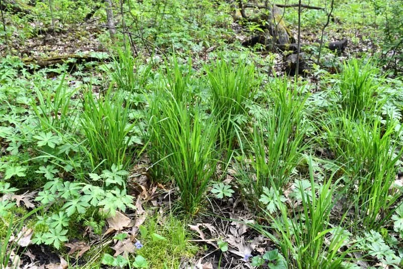 Elymus Hystrix
