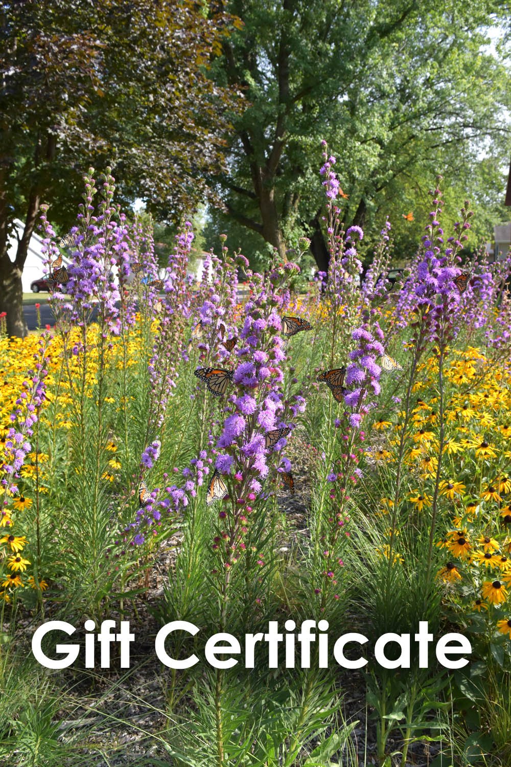 buy-gift-cards-for-native-plants-blazing-star-gardens