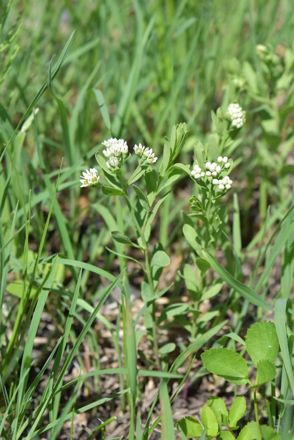 Buy Bastard Toadflax plants umbellata Bastard Toadflax