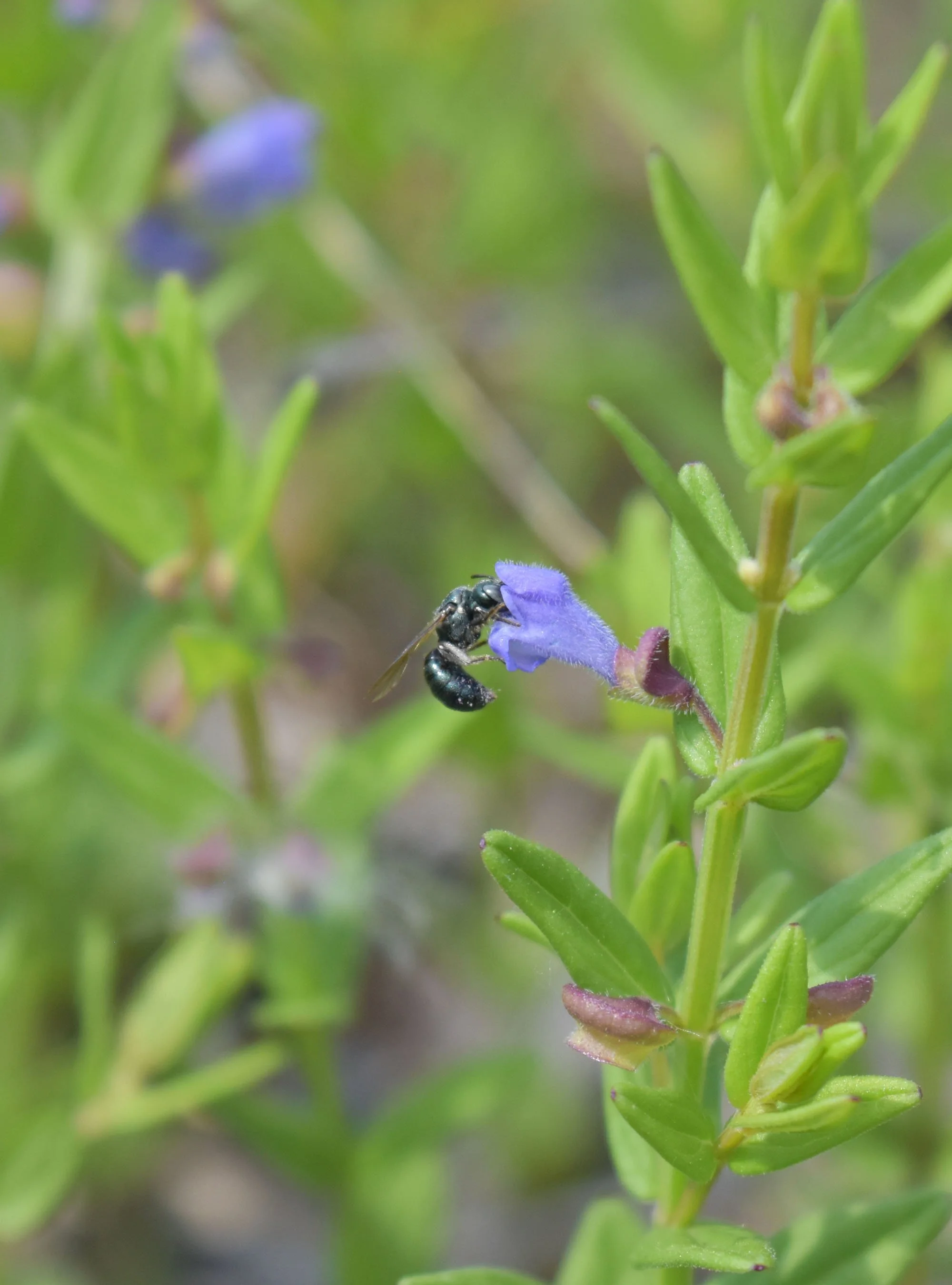 Skullcap (Scutellaria leonardii) 3pack of pots — Blazing Star Gardens