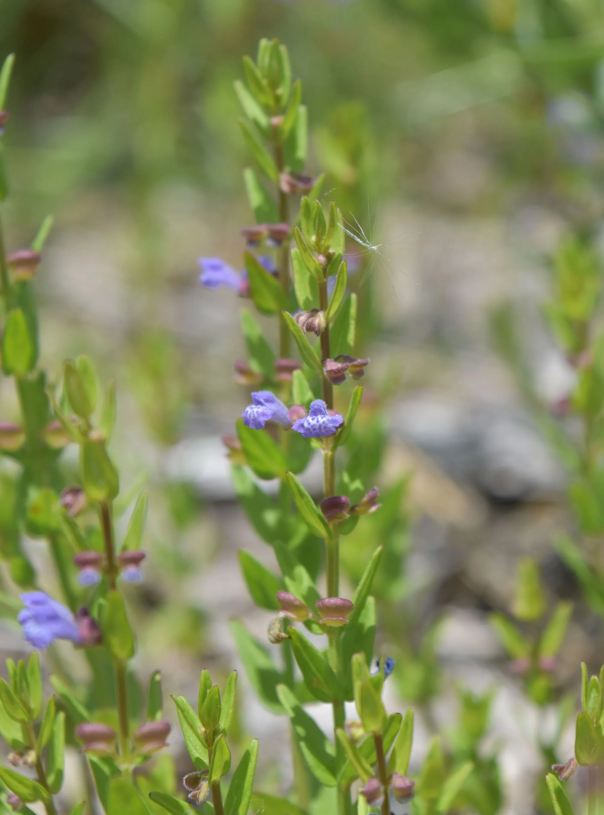 Skullcap (Scutellaria leonardii) 3pack of pots — Blazing Star Gardens