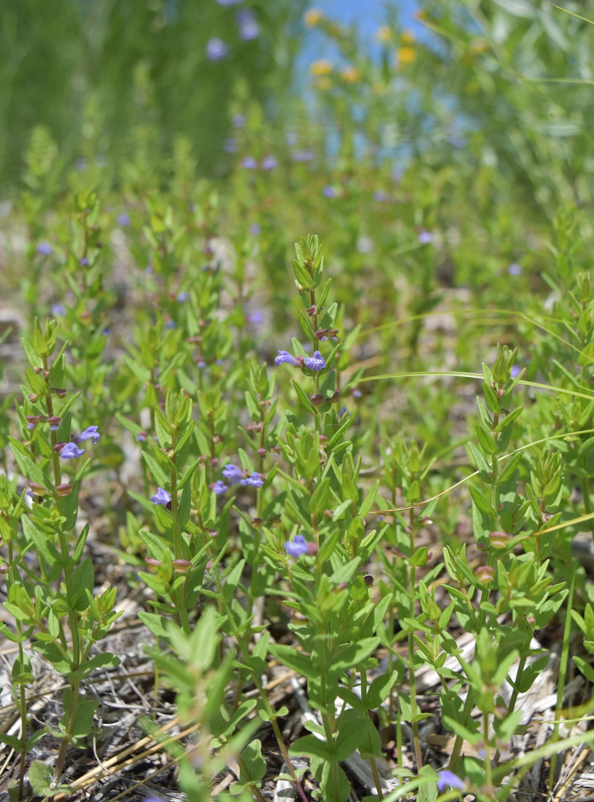 Skullcap (Scutellaria leonardii) 3pack of pots — Blazing Star Gardens