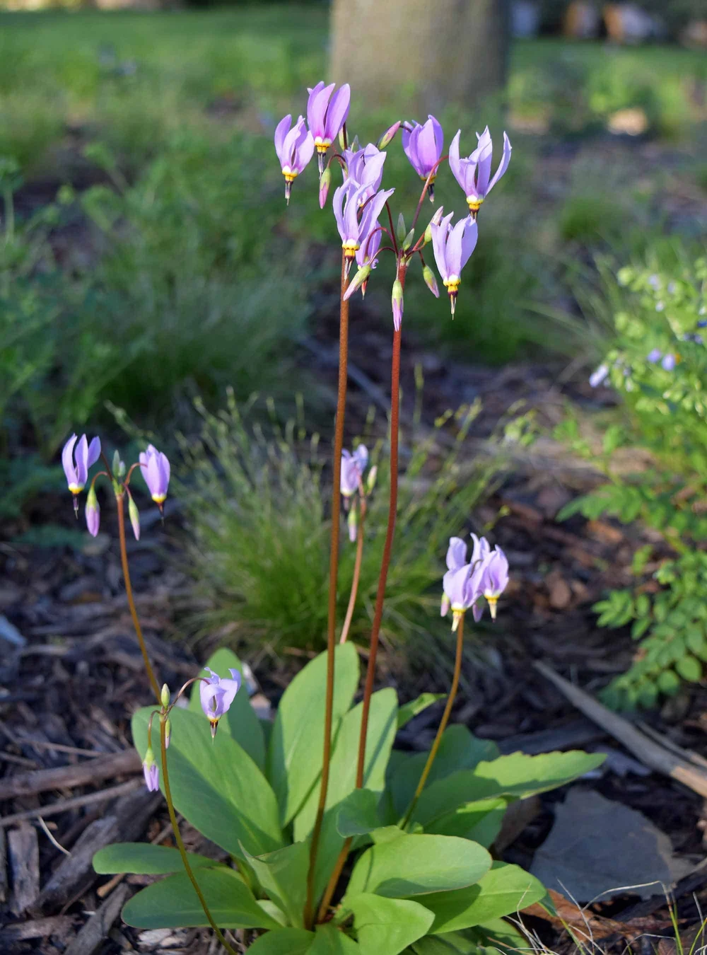 Amethyst Shooting Star (Dodecatheon amethystinum) 12-pack of plugs   Blazing Star Gardens