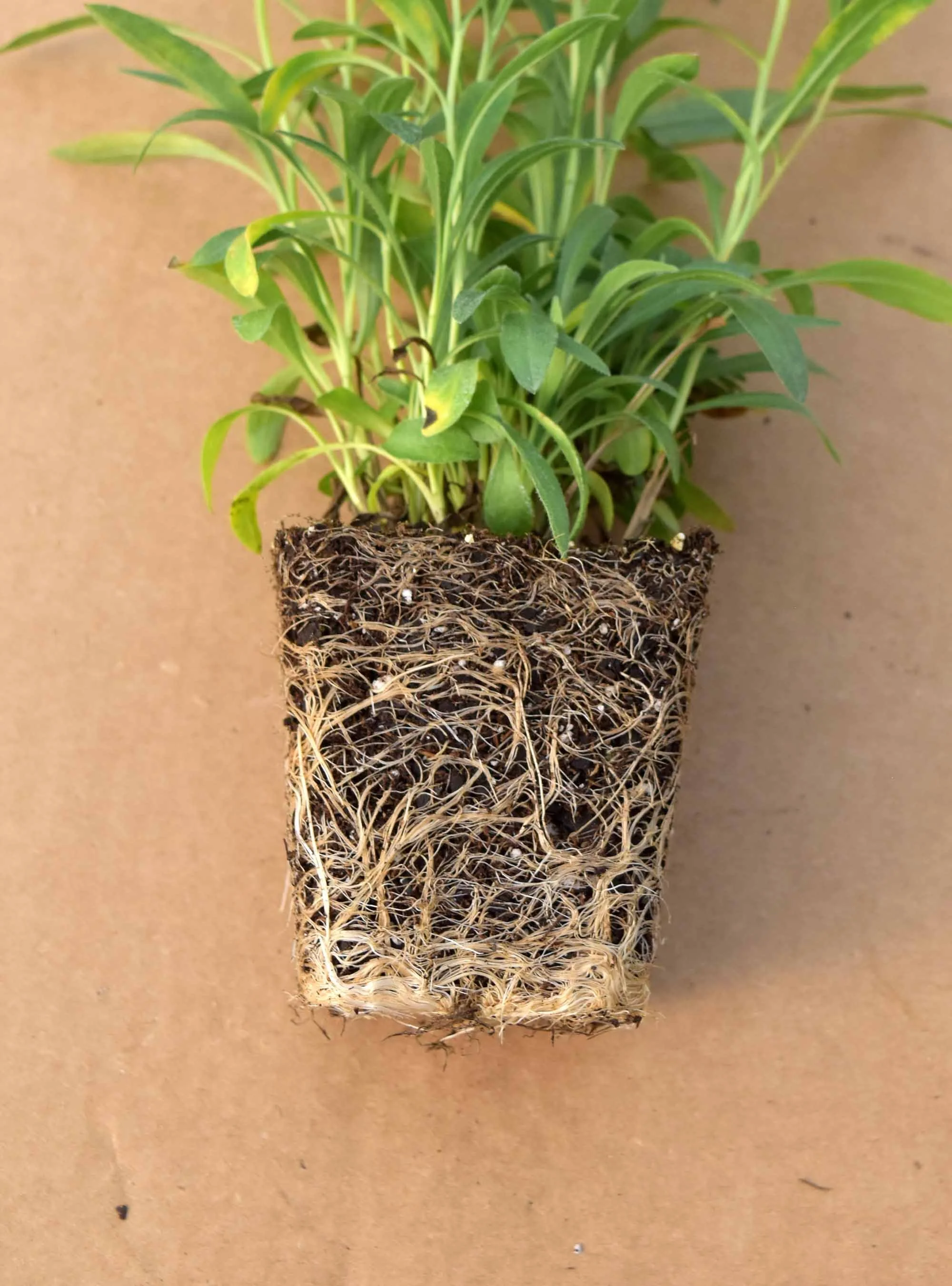 Prairie Dropseed (Sporobolus heterolepis) 3-pack of pots — Blazing Star ...