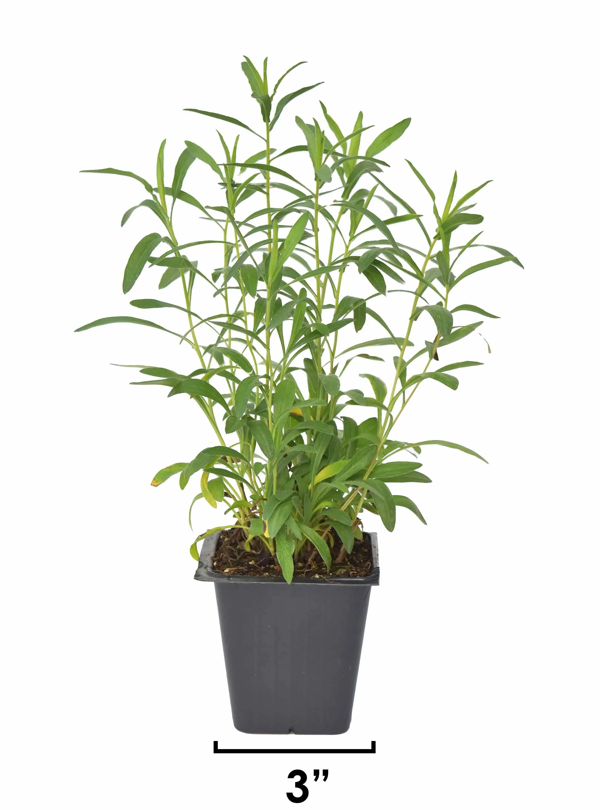 Hoary Puccoon (Lithospermum canescens) 3-pack of pots — Blazing Star ...