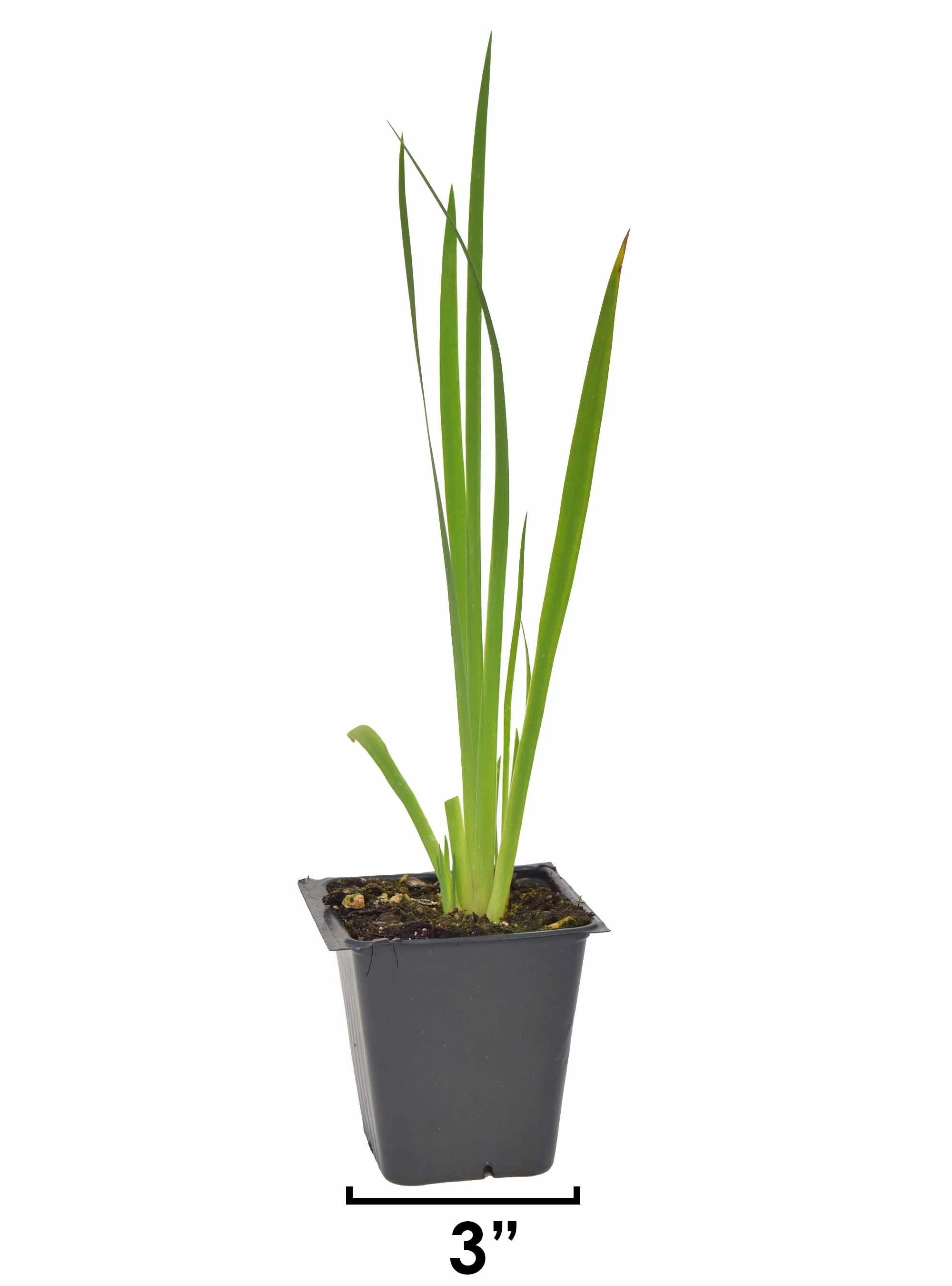Rough Blazing Star (Liatris aspera) 12-pack of plugs — Blazing Star Gardens
