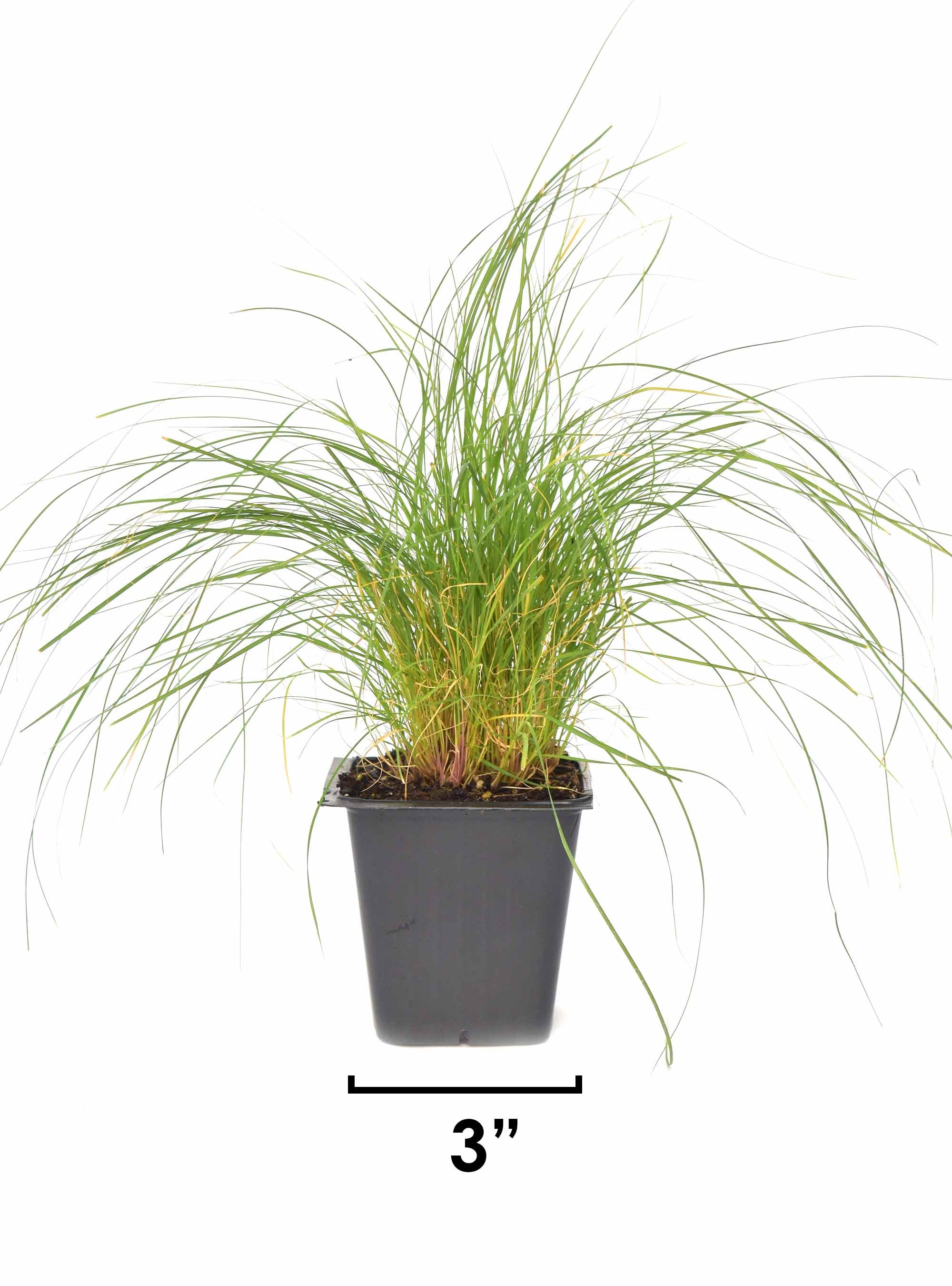 bouteloua gracilis blue grama grass