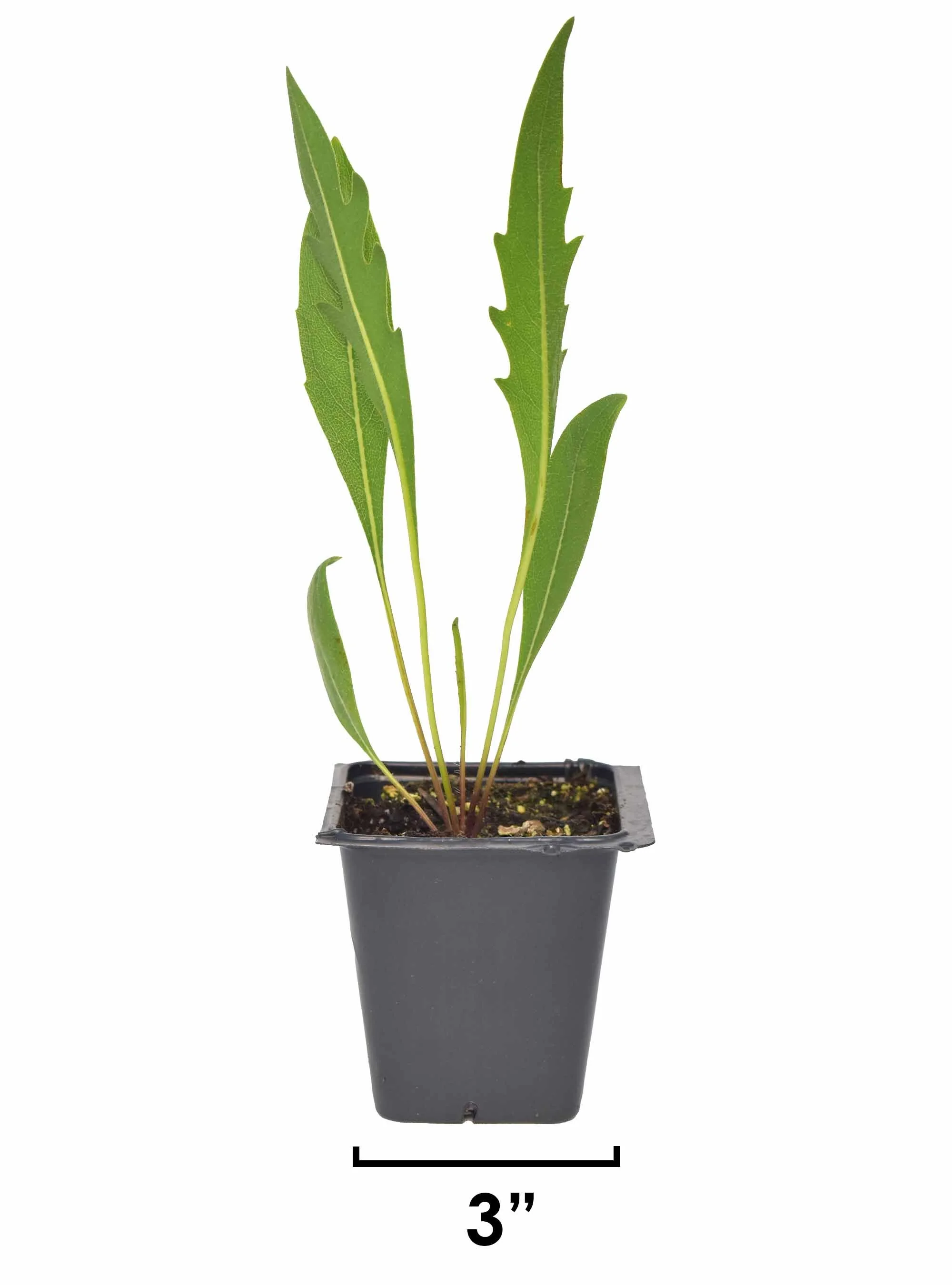 Compass Plant (Silphium laciniatum) 3-pack of pots — Blazing Star Gardens