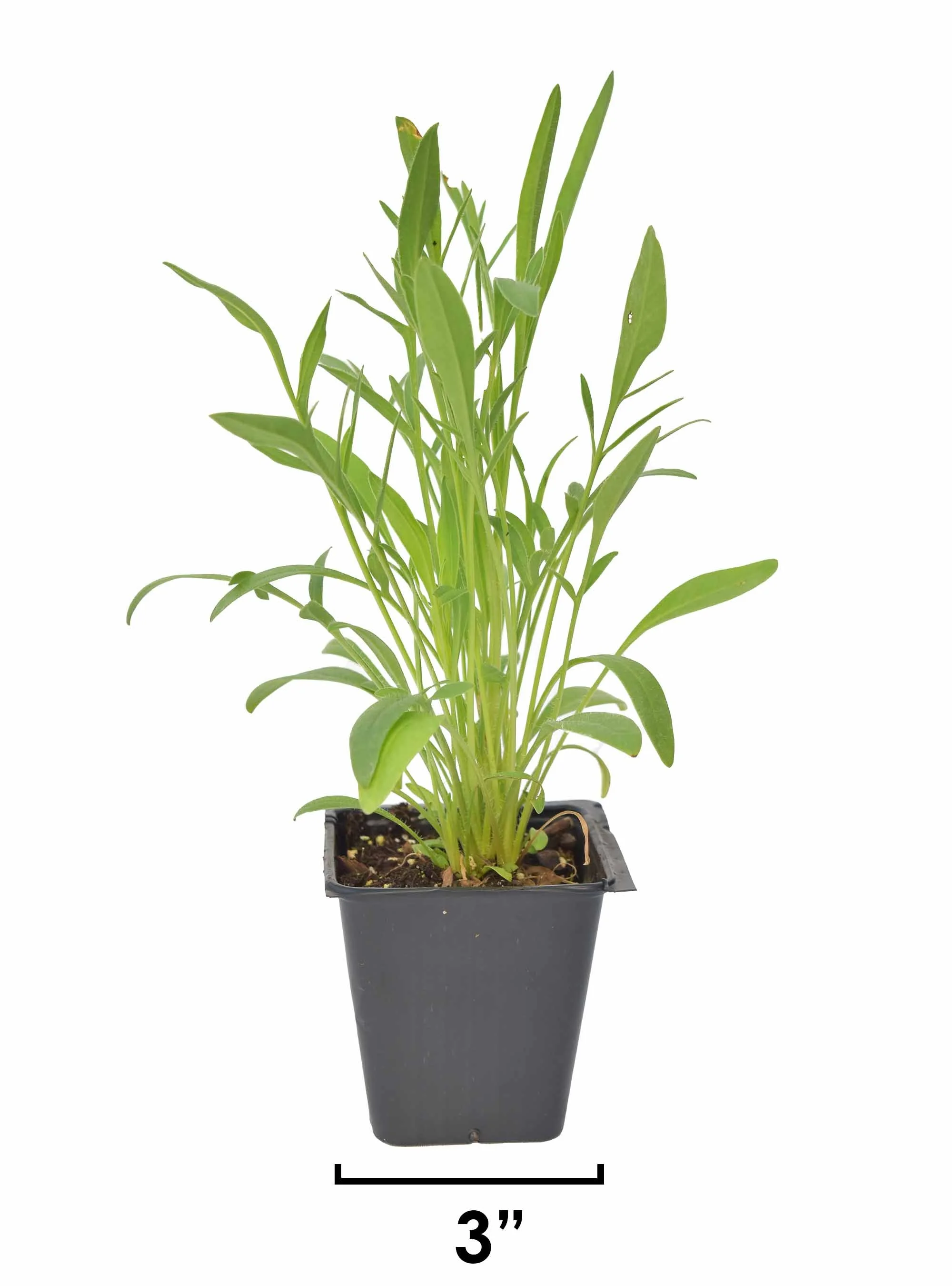 Prairie Onion (Allium stellatum) 12-pack of plugs — Blazing Star Gardens