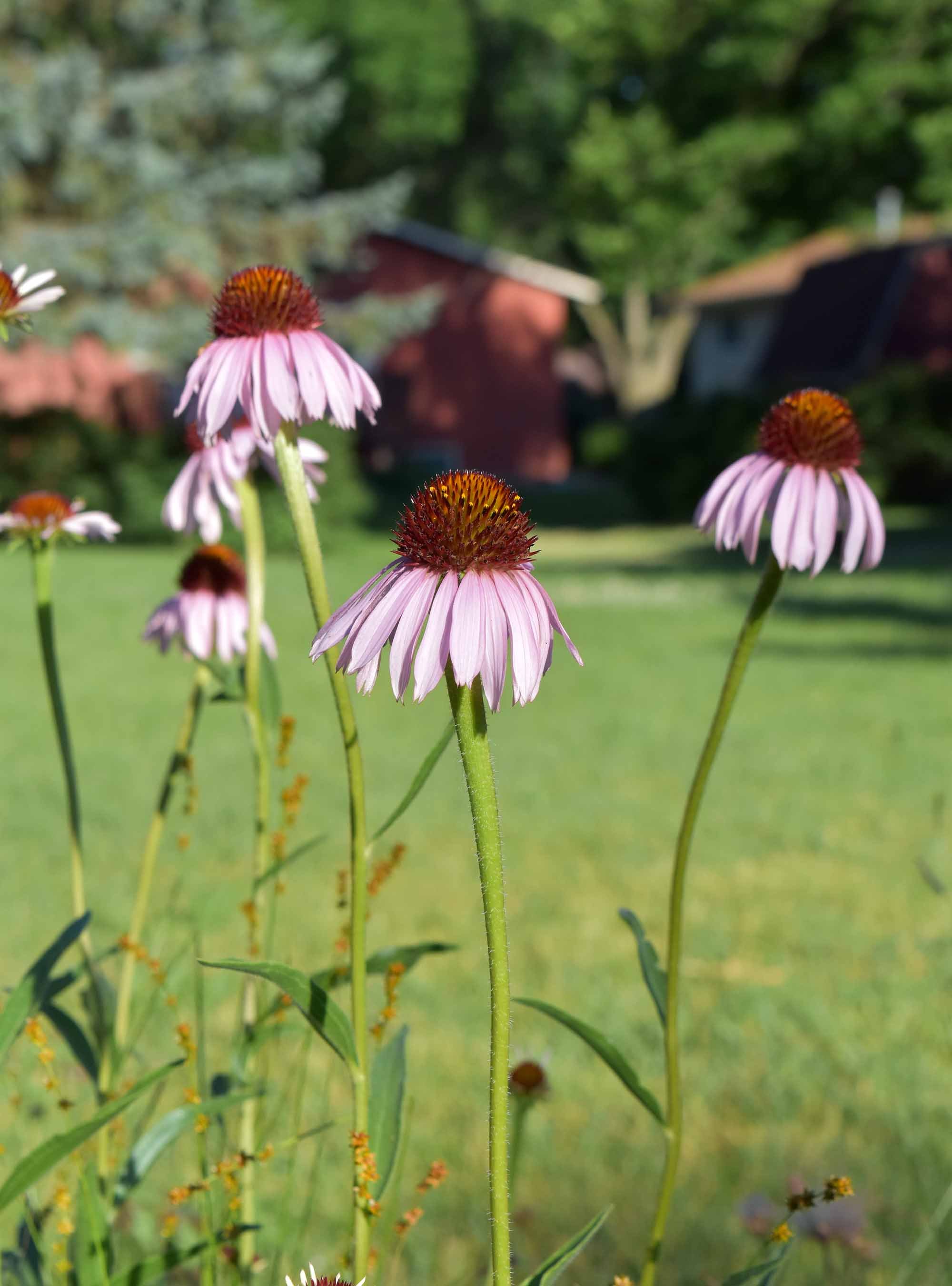 Narrowleaved Coneflower (Echinacea angustifolia) 3pack of pots