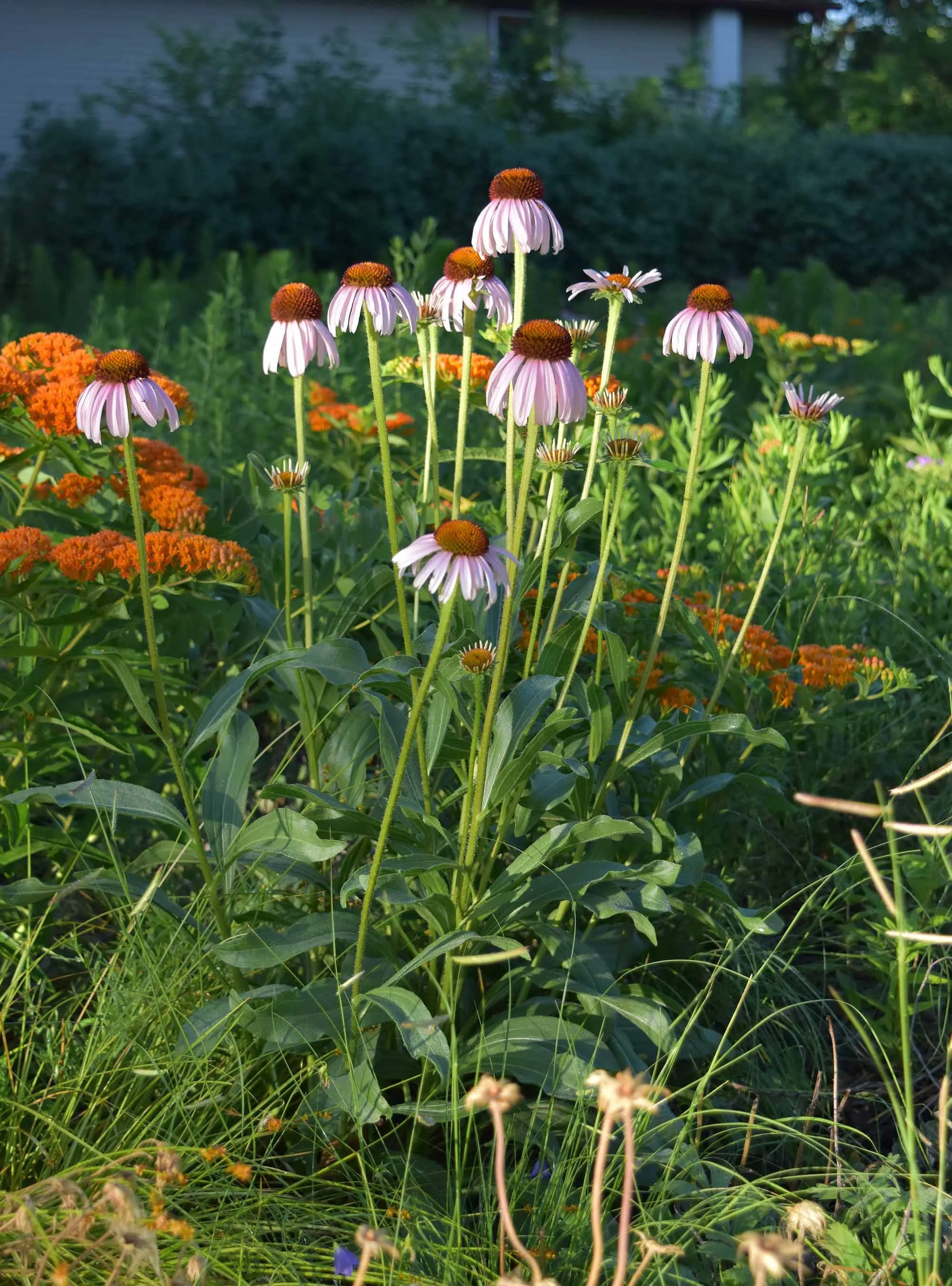 Narrowleaved Coneflower (Echinacea angustifolia) 3pack of pots