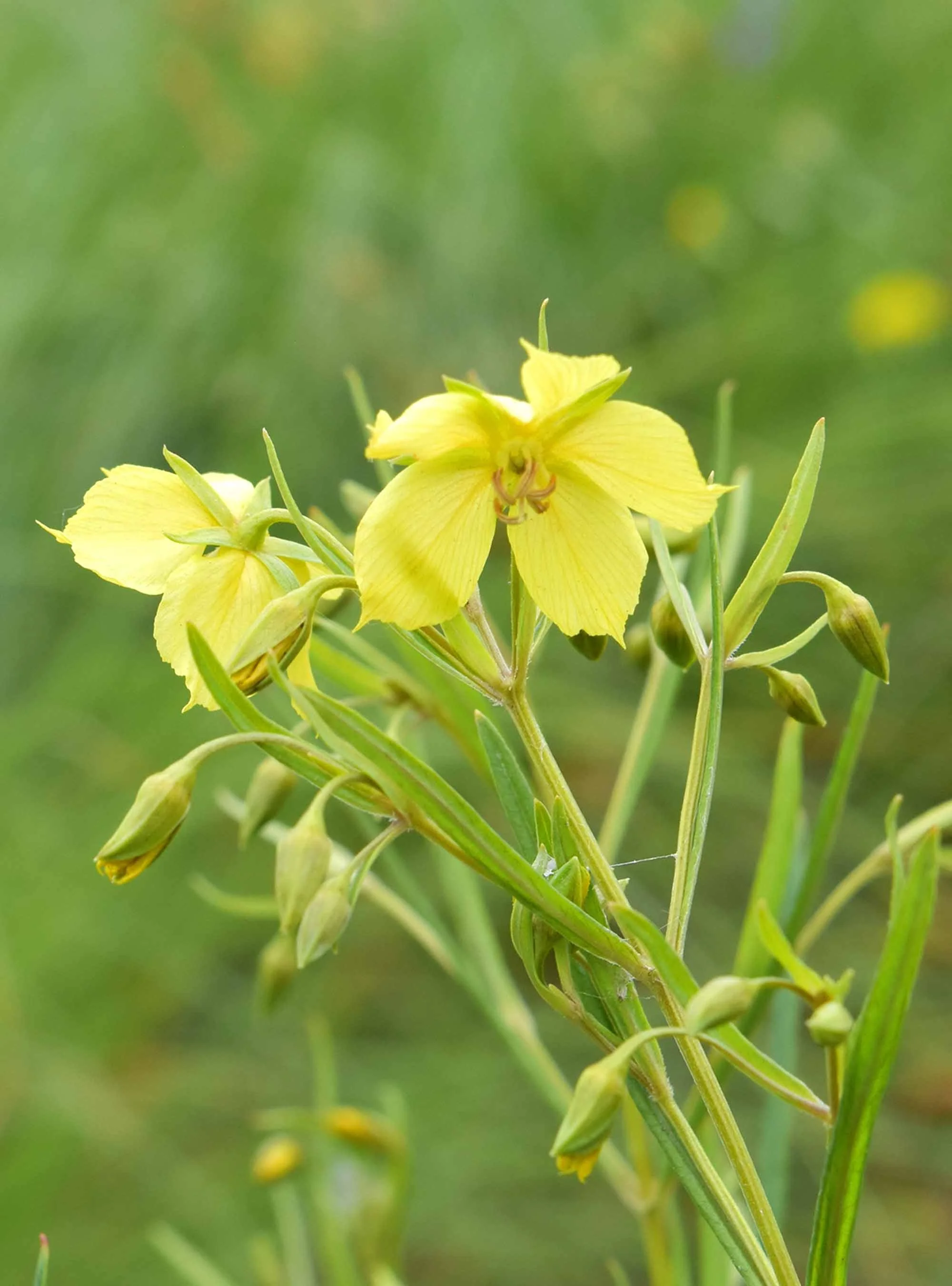 Whorled Milkweed (Asclepias verticillata) 12pack of plugs — Blazing