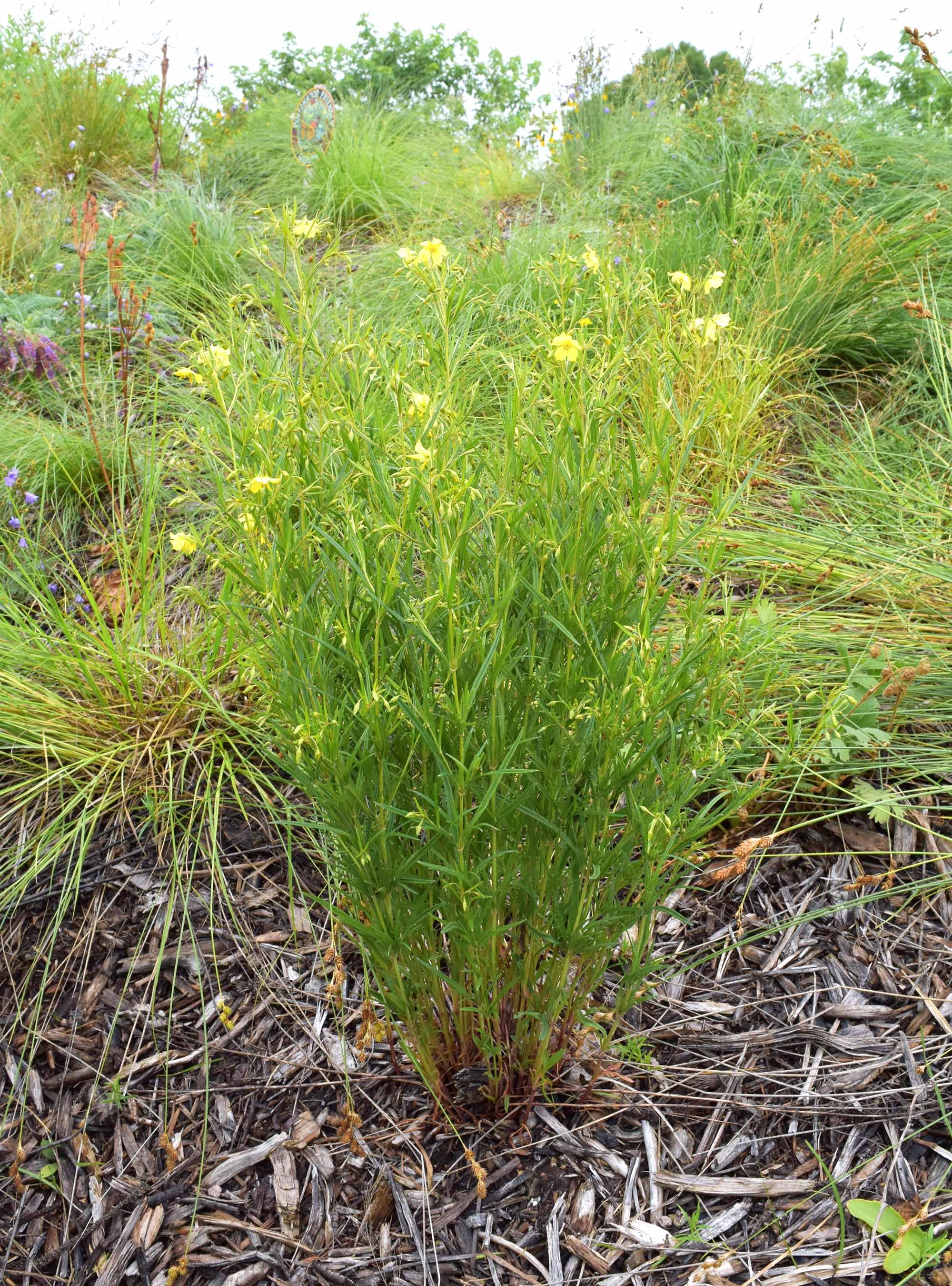 Prairie Loosestrife (Lysimachia quadriflora) 12pack of plugs — Blazing
