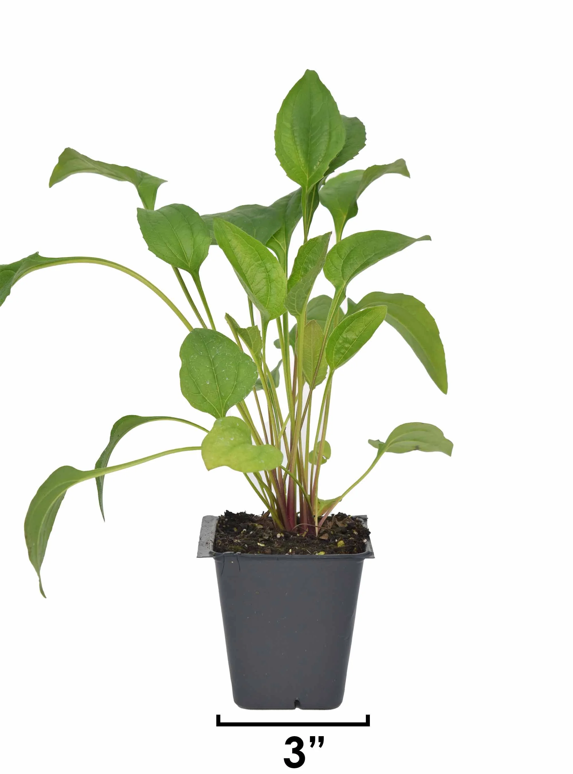 Compass Plant (Silphium laciniatum) 3-pack of pots — Blazing Star Gardens