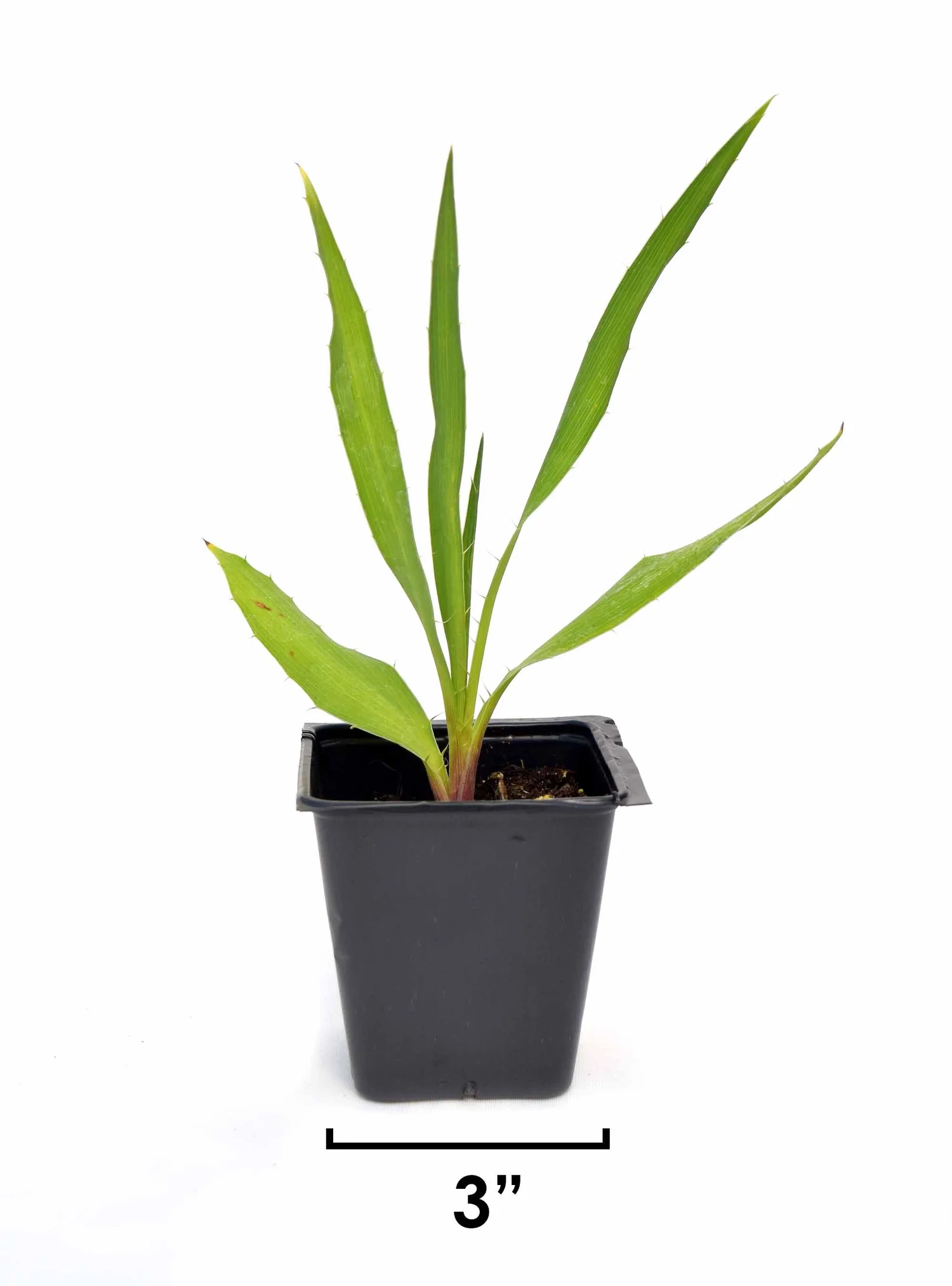 Harebell (Campanula rotundifolia) 12pack of plugs — Blazing Star Gardens