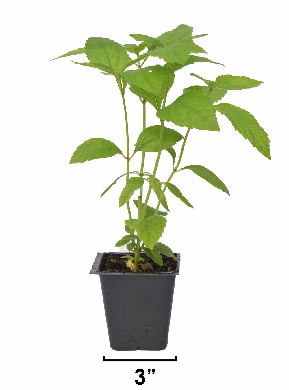 miracle-gro tropical potting mix Miracle-Gro African Violet & Tropical Potting Soil Mix 8.8L – Garden Girl main image 0