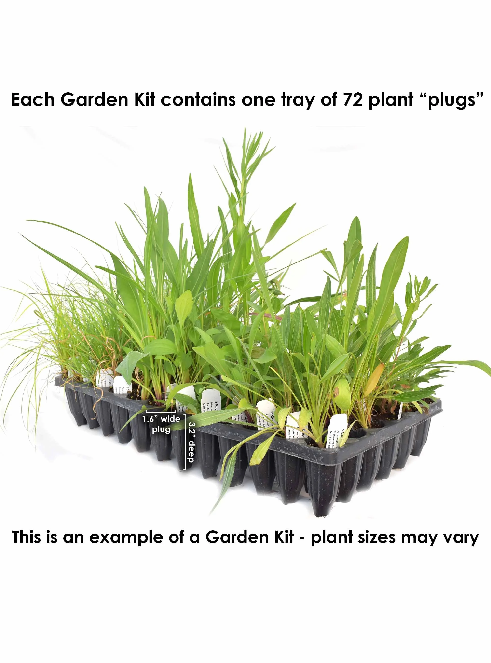 Rain Garden Kit Sun 72 plants — Blazing Star Gardens