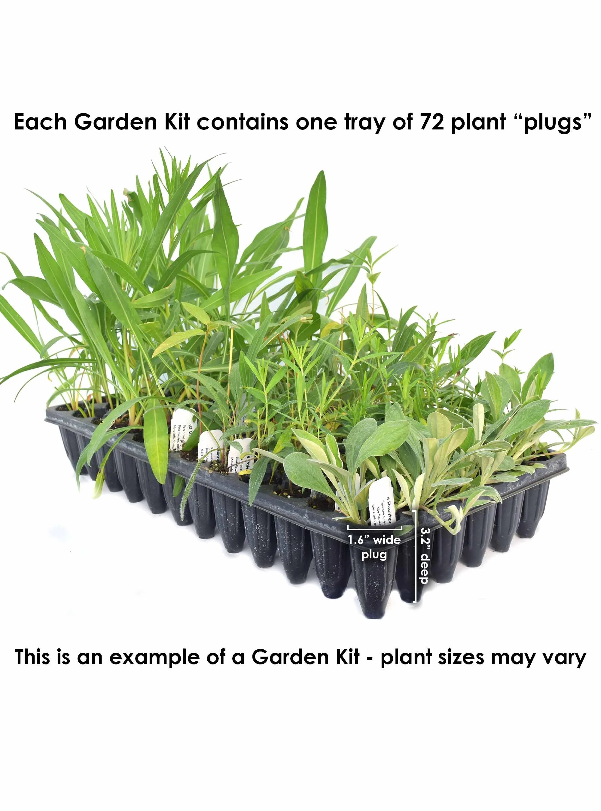 Rain Garden Kit Sun 72 plants — Blazing Star Gardens